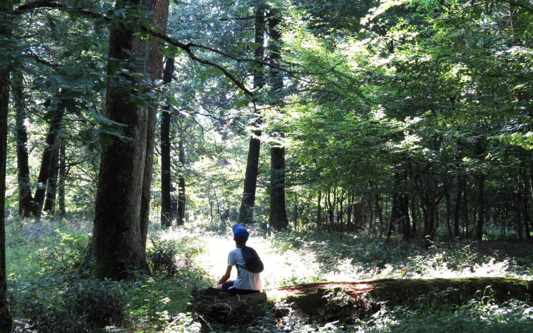 Initiation à la permaculture